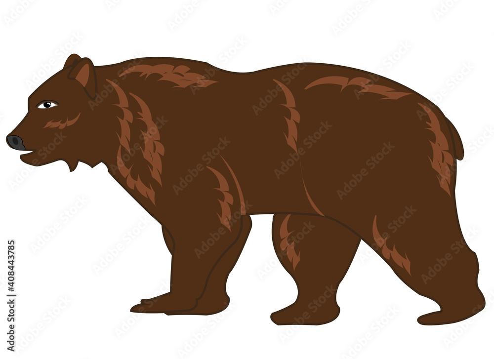 Vector illustration of the wildlife brown bear Vector illustration of the wildlife brown bear