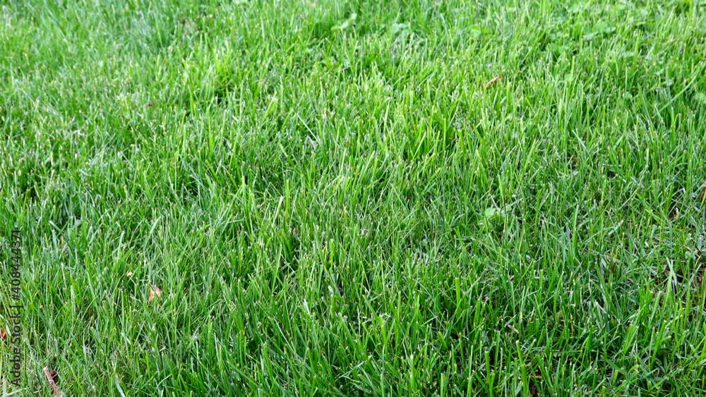 A lawn of green grass in the summer breeze of the outdoors. A lawn of green grass in the summer breeze of the outdoors.