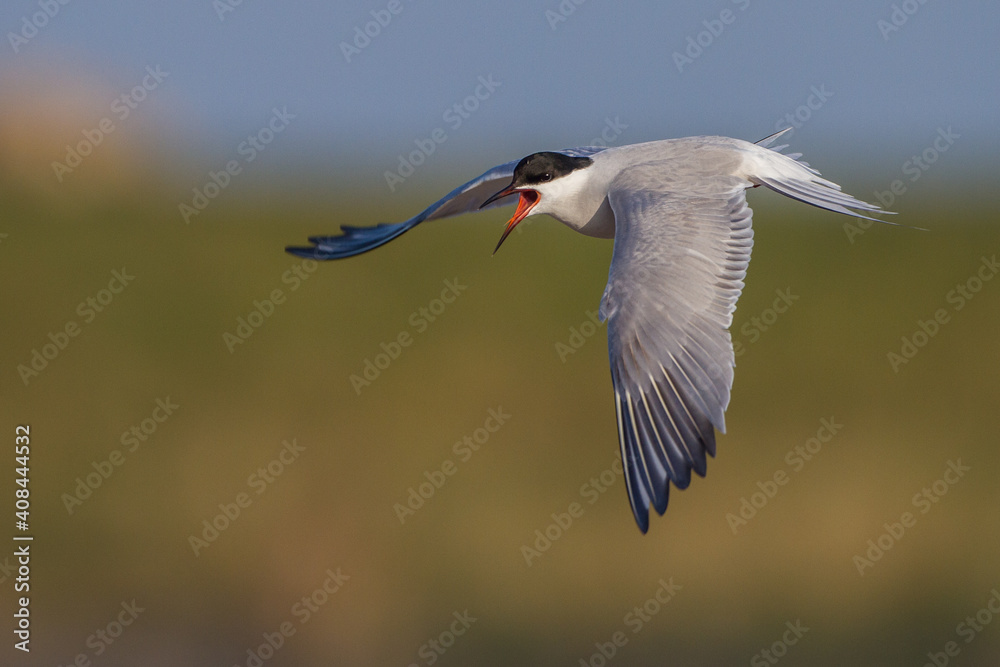 Obraz premium Flußseeschwalbe (Sterna hirundo)