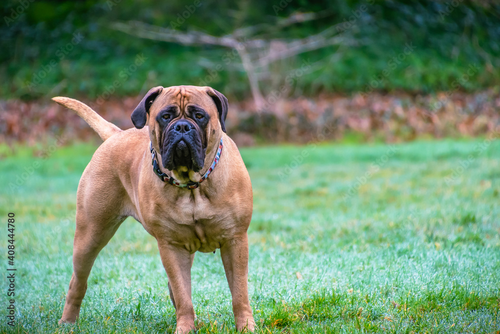 2021-01-25 A BULLMASTIFF STANDING IN A PARK ON ALERT