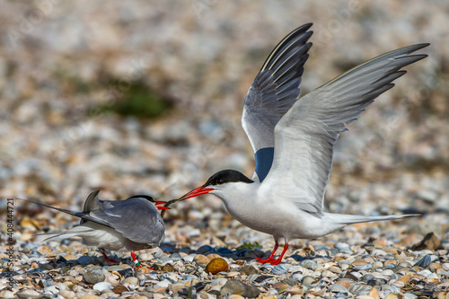 Flußseeschwalben (Sterna hirundo) Balzfütterung photo