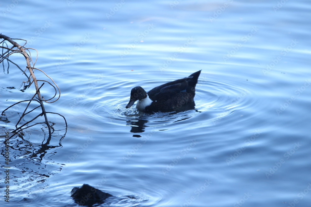 Obraz premium Duck & birds