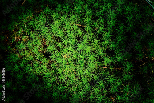 top view close up of star-shaped green moss (sagina subulata)