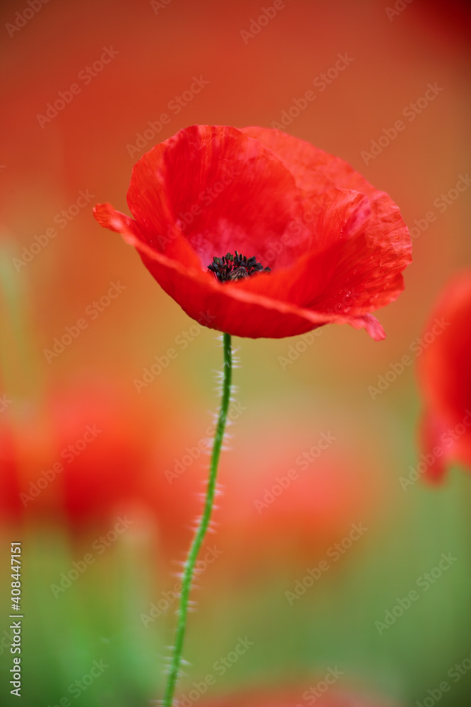 Corn Poppy