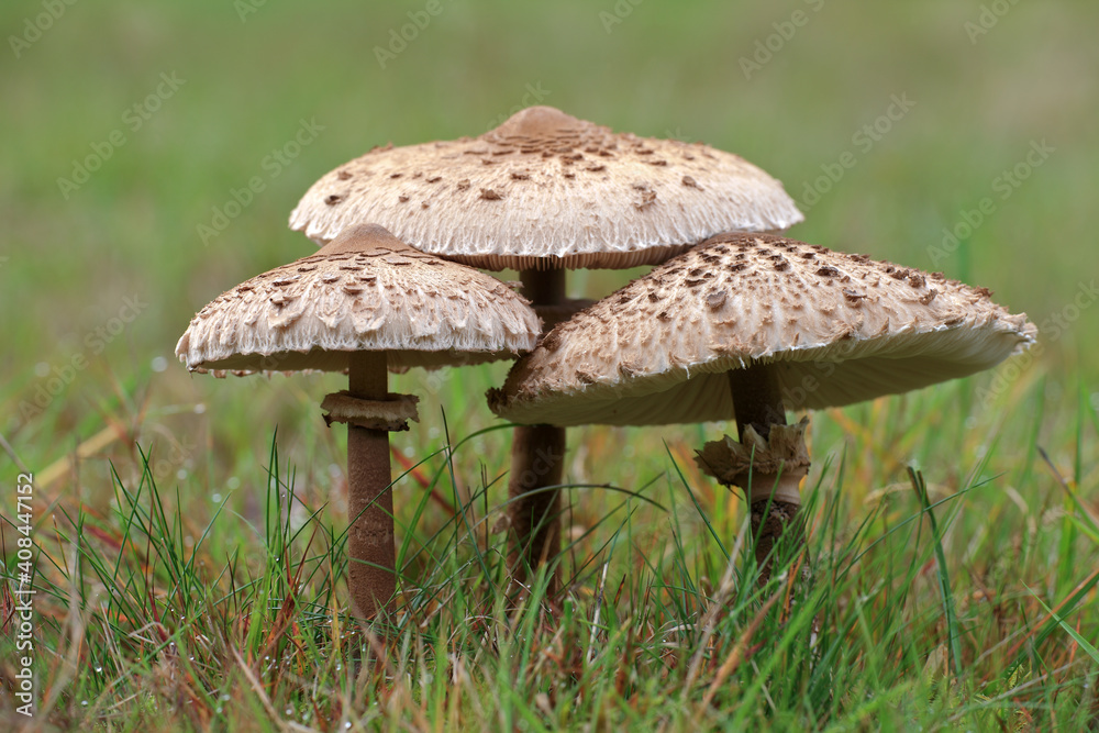Parasol Mushroom Parasol Mushroom