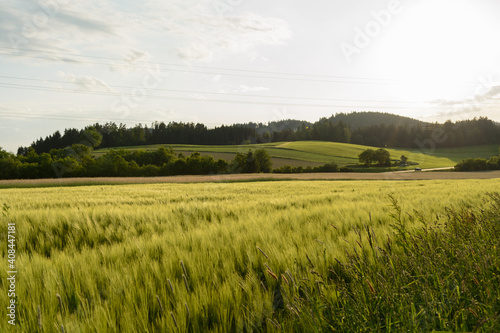 Cornfield Shimmers In Spring In A Romantic Hilly Landscape