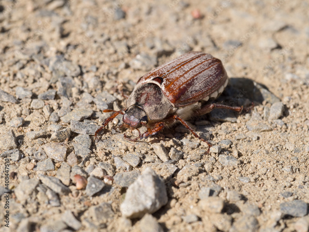 Cockchafer, May bug, doodlebug, Melolontha melolontha Cockchafer, May bug, doodlebug, Melolontha melolontha