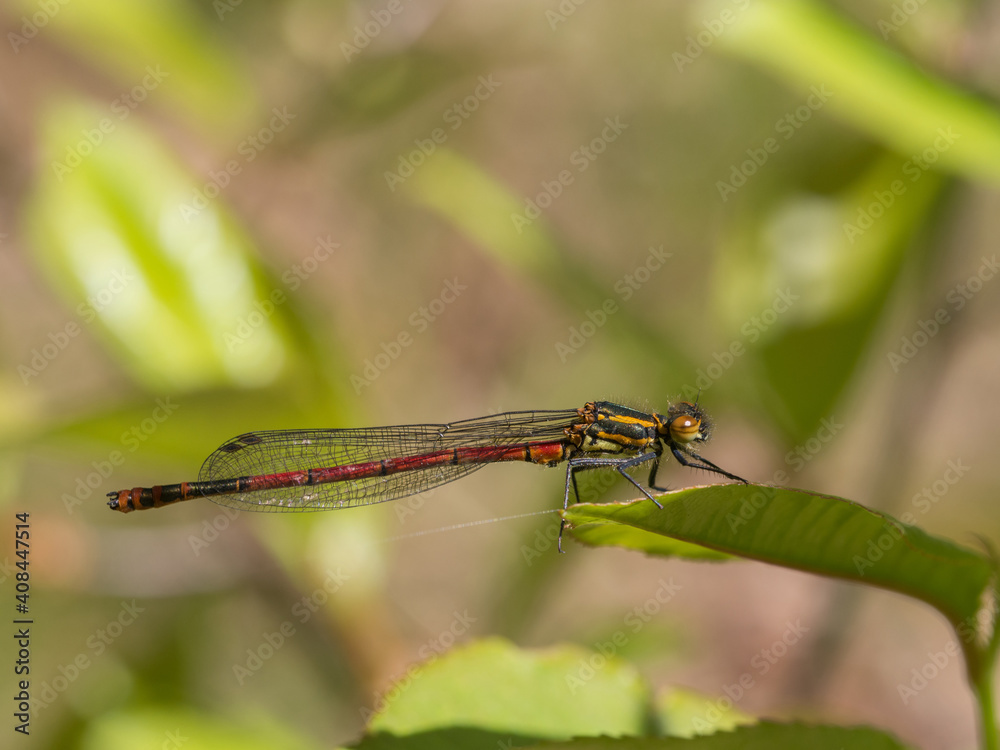 Large red damselfly, European damselfly Pyrrhosoma nymphula Large red damselfly, European damselfly Pyrrhosoma nymphula