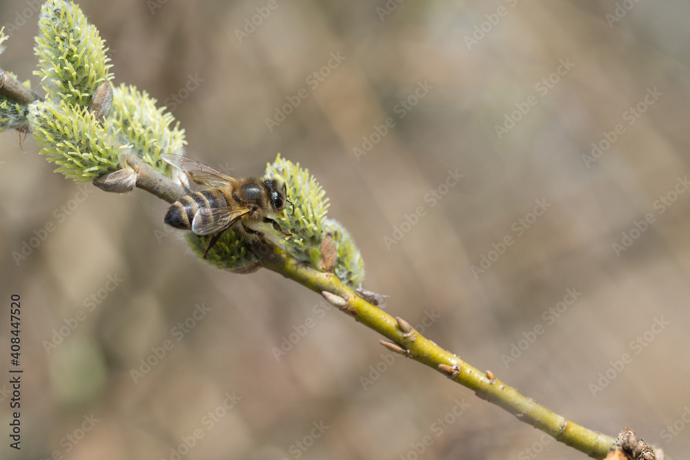 Fototapeta premium Western honey bee, Apis mellifera
