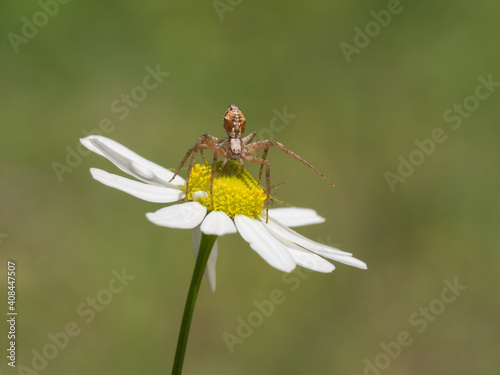 Spider, Philodromus aureolus photo