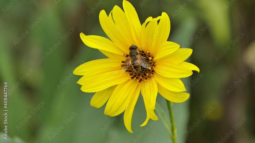 Topinambur Flower With A Honeybee With Green Background Topinambur Flower With A Honeybee With Green Background