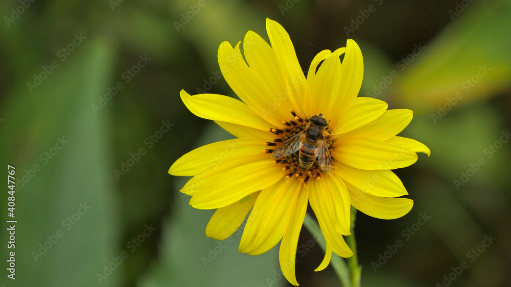 Topinambur Flower With A Honeybee With Green Background Topinambur Flower With A Honeybee With Green Background