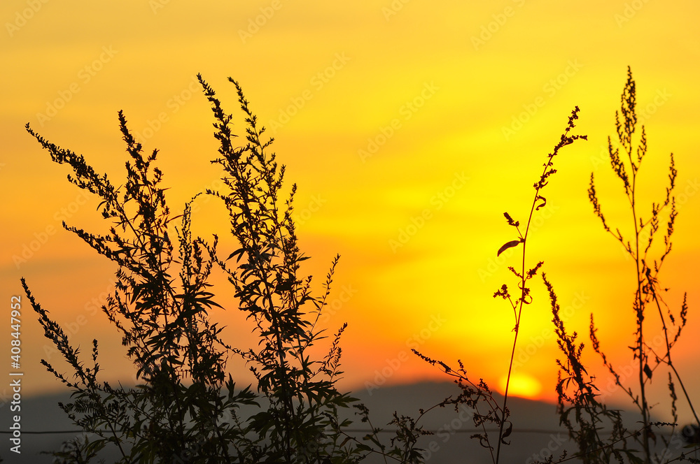 Fototapeta premium Sunset and mugwort