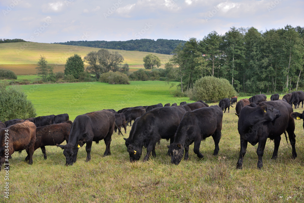 moor oxen on pasture