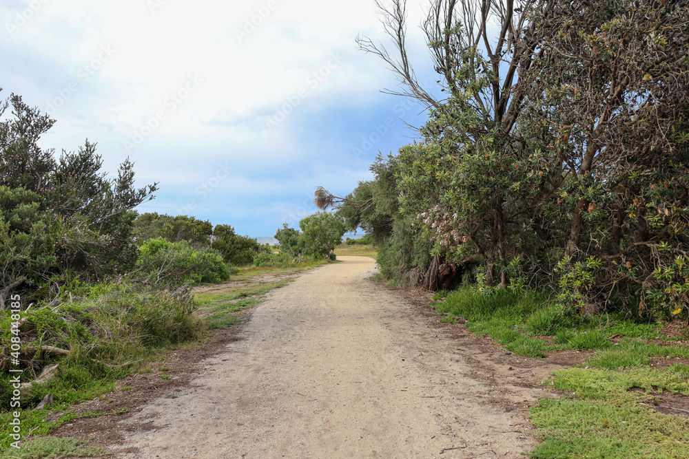 footpath through trees to the ocean footpath through trees to the ocean