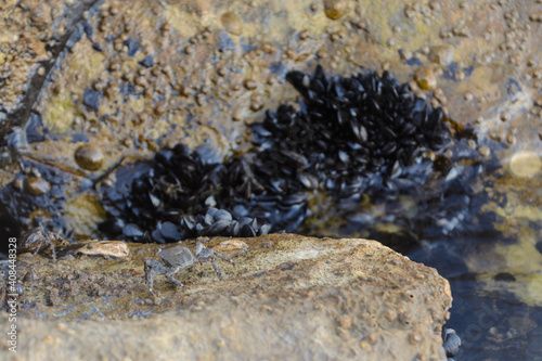 Crabs Crawling On Stone At The Seashore