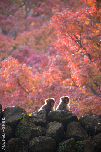 自然動物園の紅葉と猿 photo