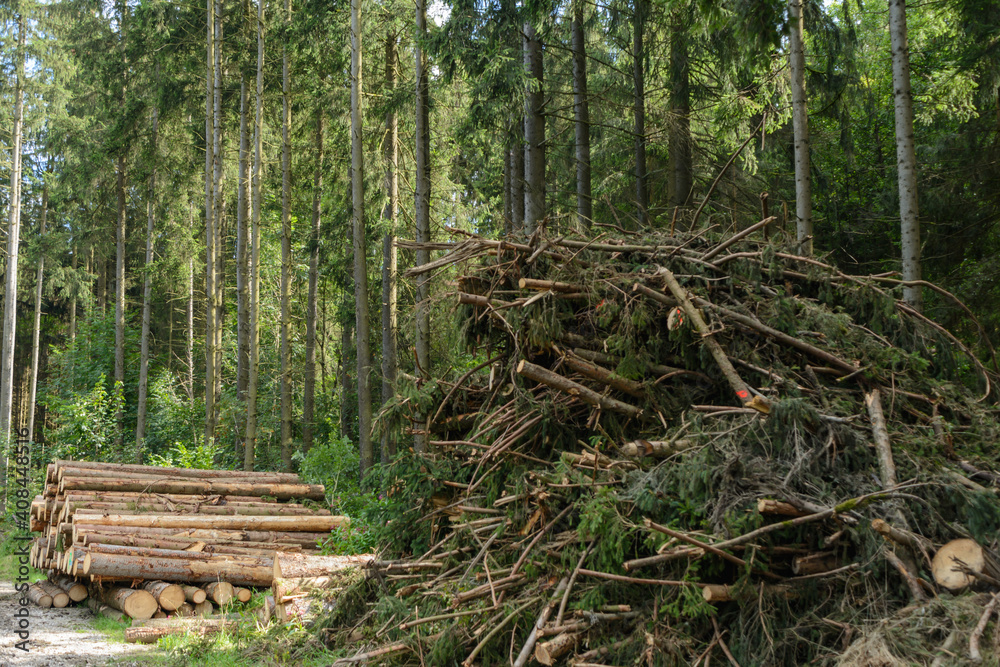 Felled Forest Trees Lying On A Pile Ready For Collection Felled Forest Trees Lying On A Pile Ready For Collection