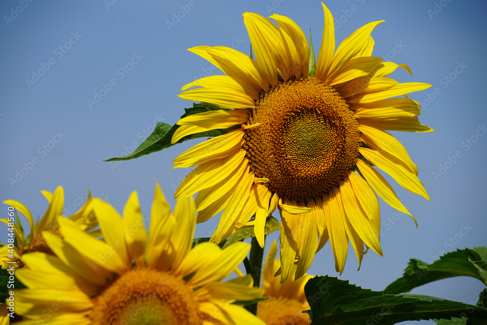 Fototapeta premium Sunflower