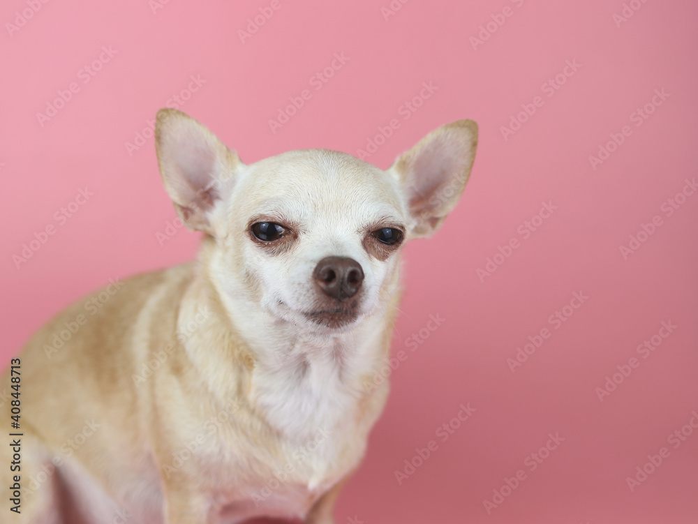 Close up image of  brown Chihuahua dog  sitting  on pink background,squinting  his eye. Pet emotional concept.