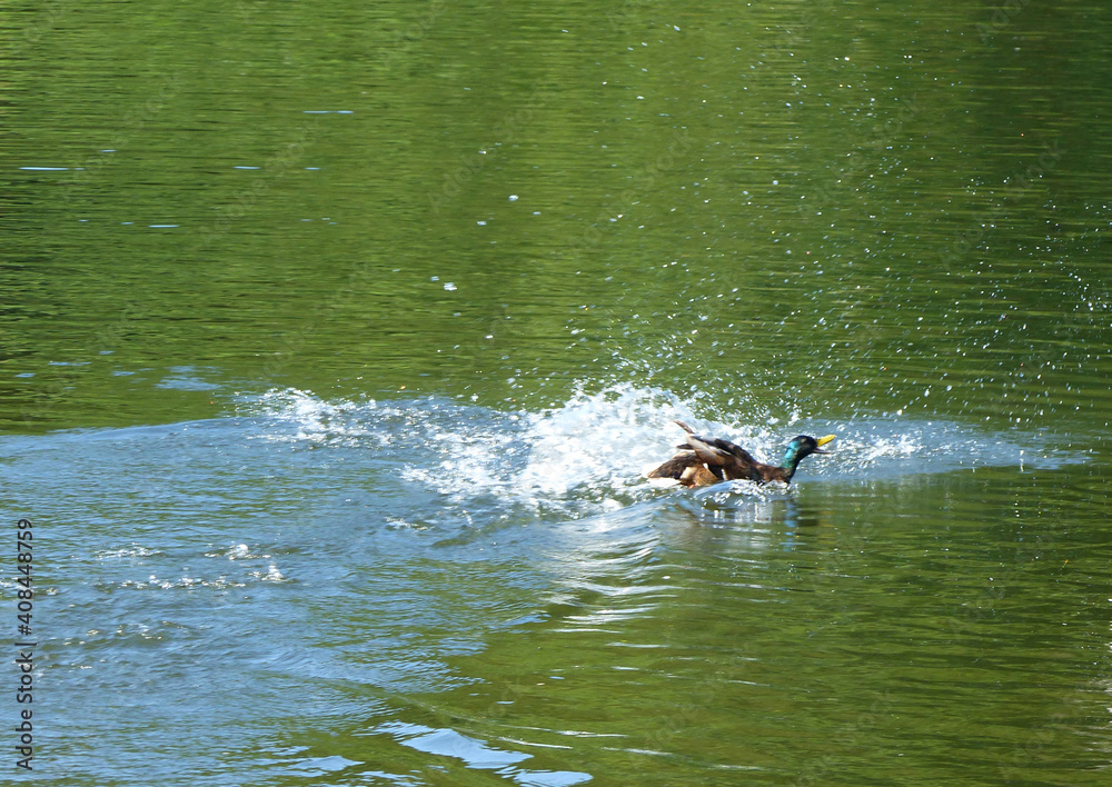 Naklejka premium Happy Landing