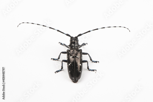 The longicorn beetle isolated on white background photo