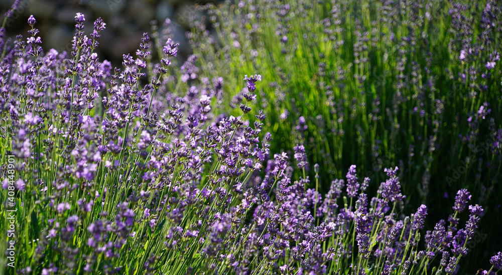 Naklejka premium True Lavender, Lavandula Angustifolia