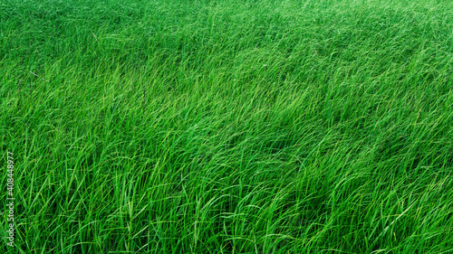 Green grass background texture .