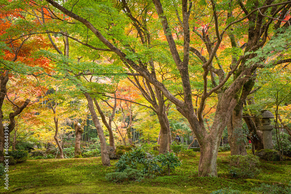 Red maple leaves in autumn season with blue sky blurred background, taken from Japan.
Red maple leaves in autumn season with blue sky blurred background, taken from Japan.