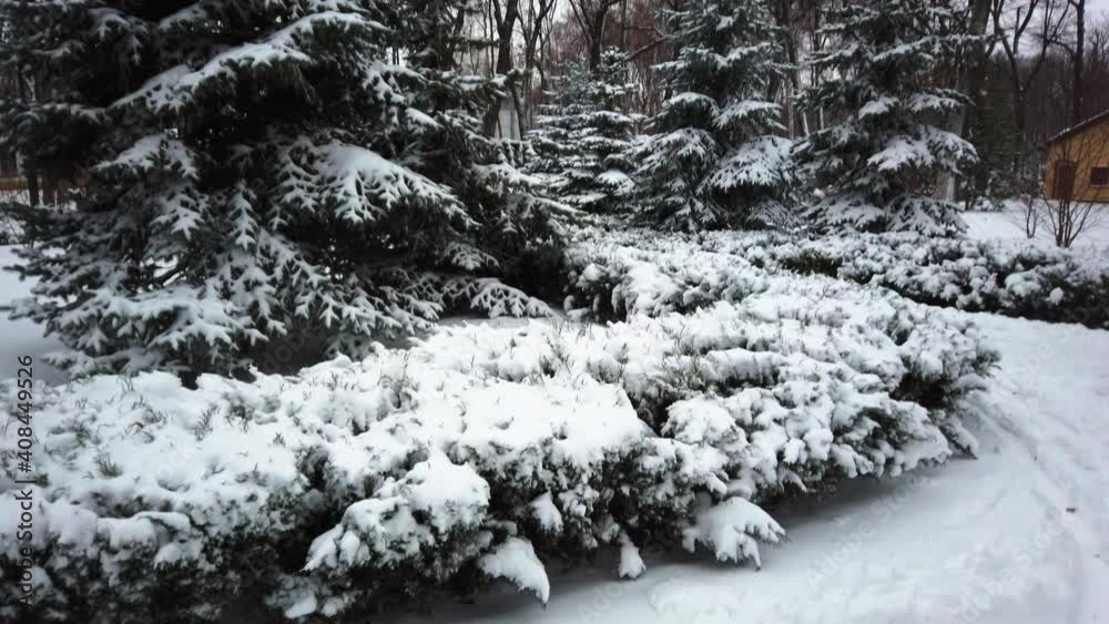 Snow on Juniper, thuja and spruce branches in the park - tilt reveal shot. Snow on green needles of Juniper and thuja branches in the park. Snowy beautiful natural winter park background in December. Snow on Juniper, thuja and spruce branches in the park - tilt reveal shot. Snow on green needles of Juniper and thuja branches in the park. Snowy beautiful natural winter park background in December.