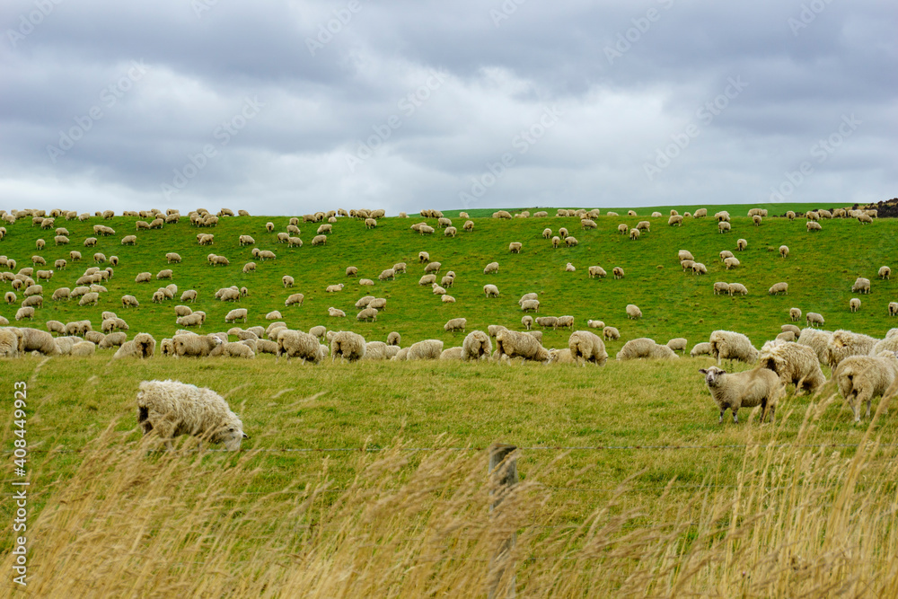 Fototapeta premium Flock of sheep grazing green grass on slope in paddock under dark clouds.