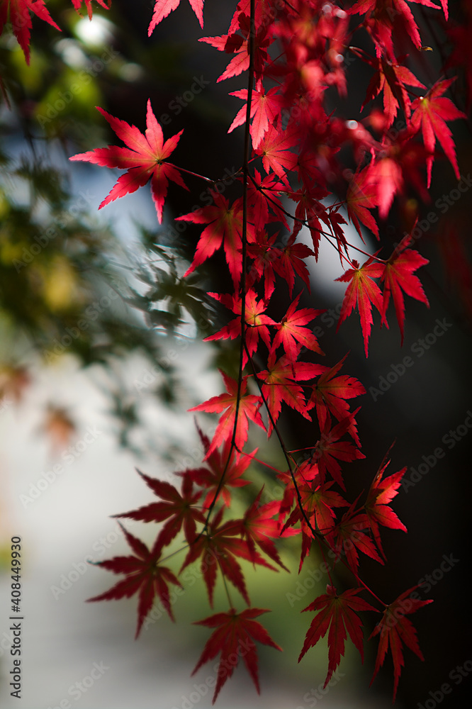 red autumn leaves