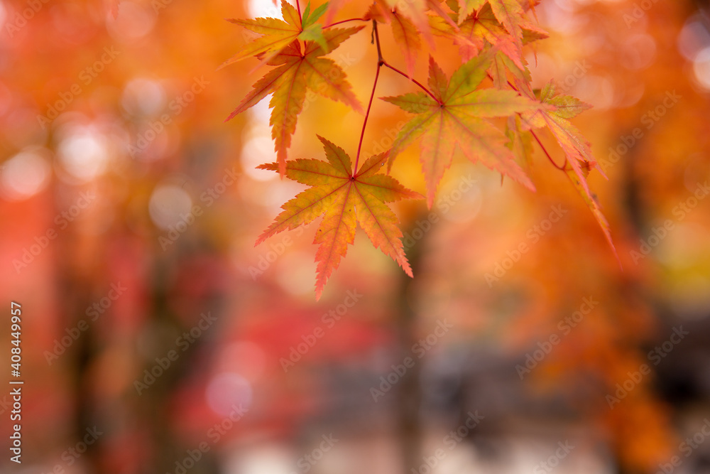 Red maple leaves in autumn season with blue sky blurred background, taken from Japan. Red maple leaves in autumn season with blue sky blurred background, taken from Japan.