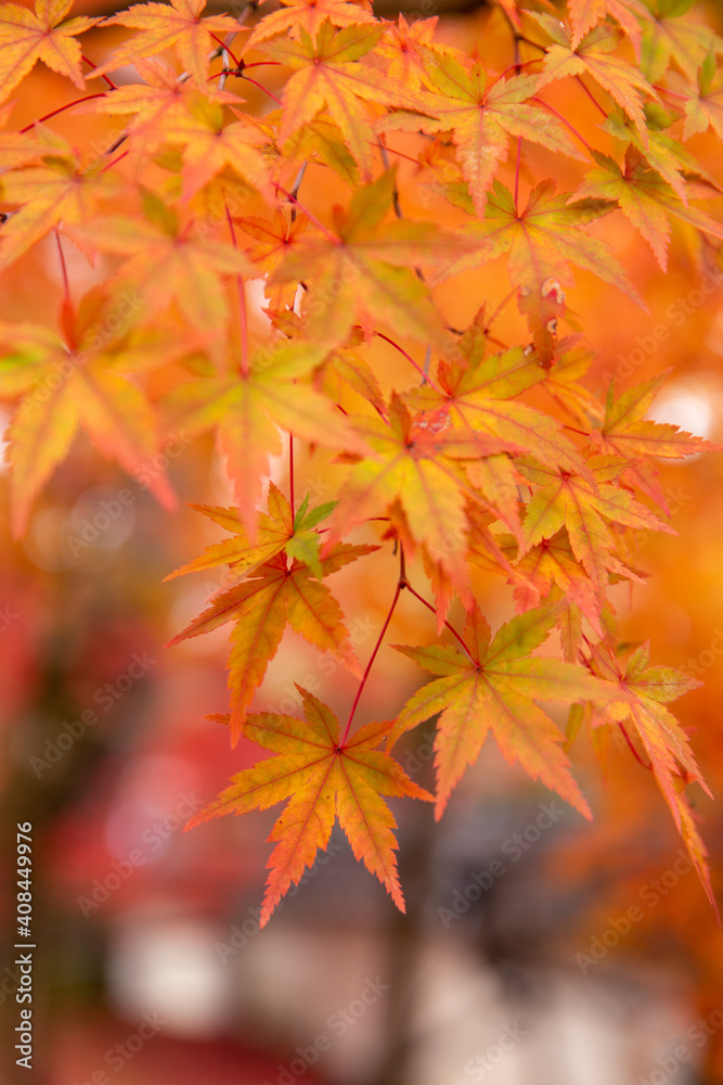 Red maple leaves in autumn season with blue sky blurred background, taken from Japan. Red maple leaves in autumn season with blue sky blurred background, taken from Japan.