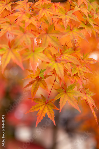 Red maple leaves in autumn season with blue sky blurred background  taken from Japan.