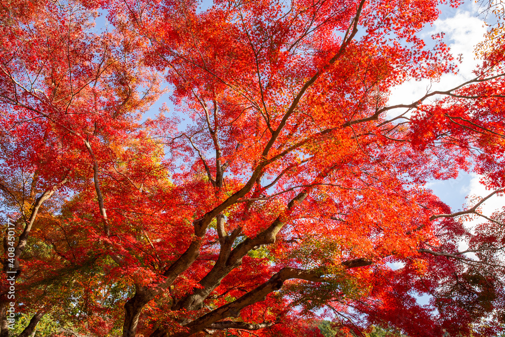Red maple leaves in autumn season with blue sky blurred background, taken from Japan. Red maple leaves in autumn season with blue sky blurred background, taken from Japan.