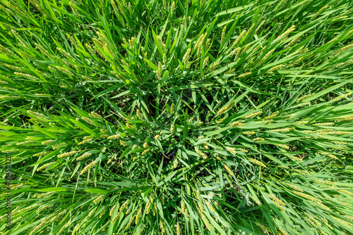 close up of rice flower in the field