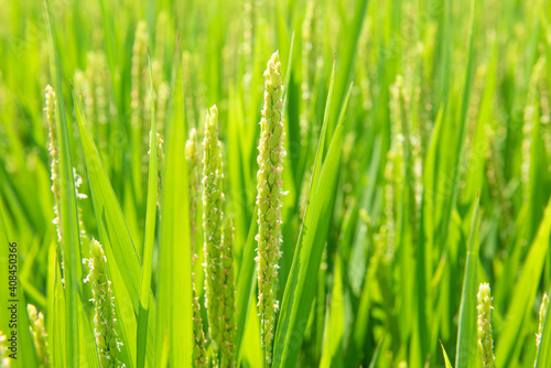 close up of rice flower in the field