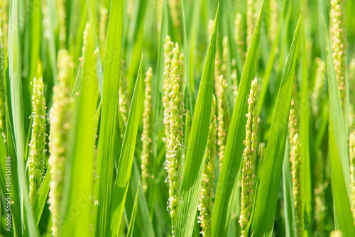 close up of rice flower in the field