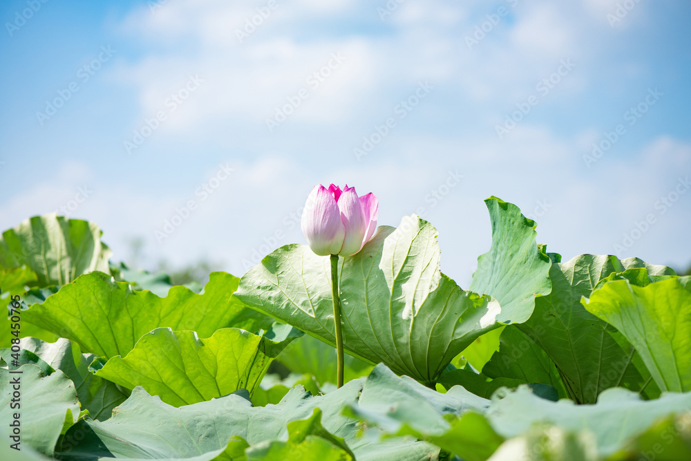 Pink lotus flower lotus leaf in pond