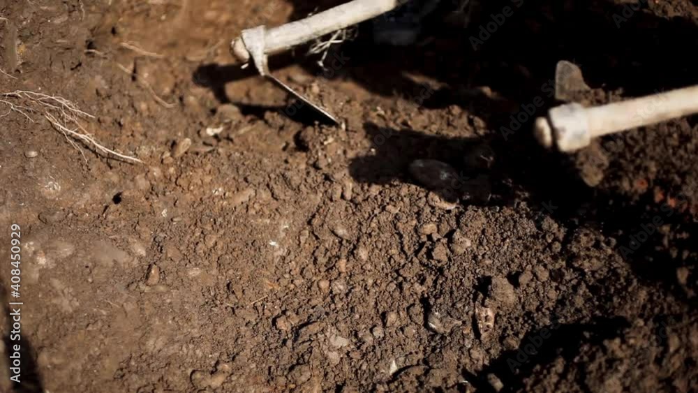 Detailed close up view of farmers loosening up and removing roots with hoes to plant seeds on hot sunny day.