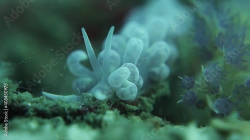 Nudibranch Phyllodesmium Magnum Sea Slug Searches Coral Reef for Food photo