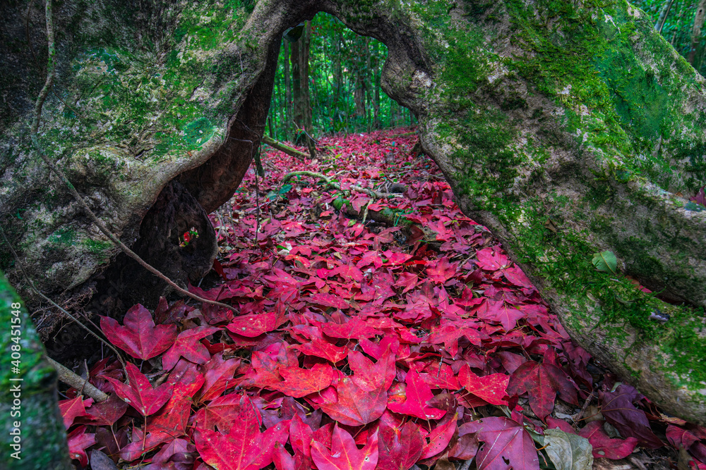 Colourful of maple leafs in autumn season in Phu-hin-rong-kha, Phit-Sa-Nu-Lok, Thailand. Colourful of maple leafs in autumn season in Phu-hin-rong-kha, Phit-Sa-Nu-Lok, Thailand.