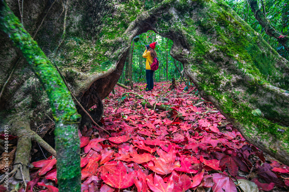 Young girl in yellow jacket hiking in the maple forest. Young girl in yellow jacket hiking in the maple forest.