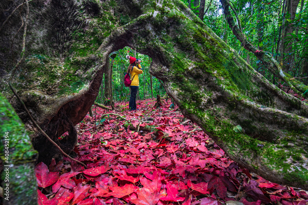 Young girl in yellow jacket hiking in the maple forest. Young girl in yellow jacket hiking in the maple forest.