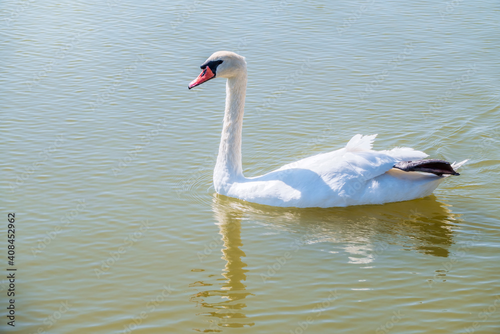 Obraz premium Graceful white Swan swimming in the lake, swans in the wild. Portrait of a white swan swimming on a lake.