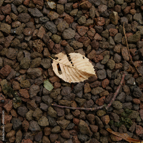 Autumnal Beech Leaf On Stony Ground, Usable As A Background Image As Well photo