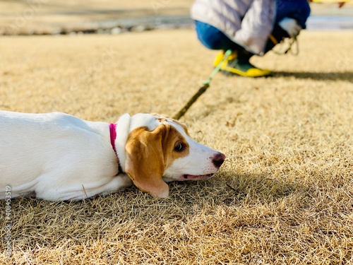 Canvastavla 座り込んで動かない犬の顔