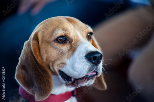 Cão da raça beagle