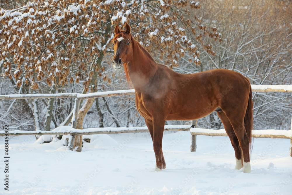 Beautiful sports horse walks in winter ranch